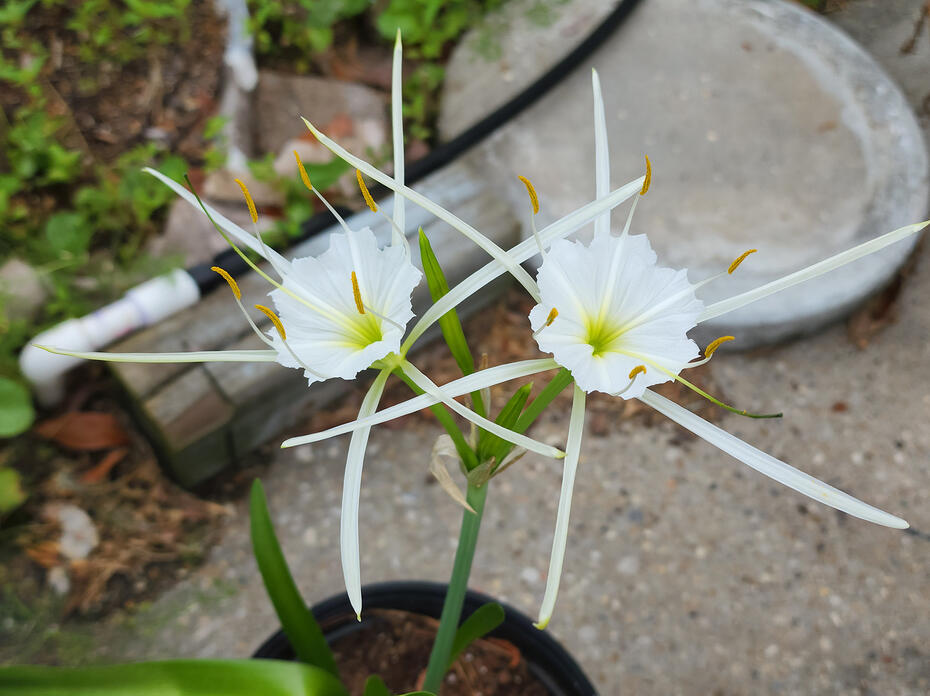 A reed-like plant has delicate white blooms.