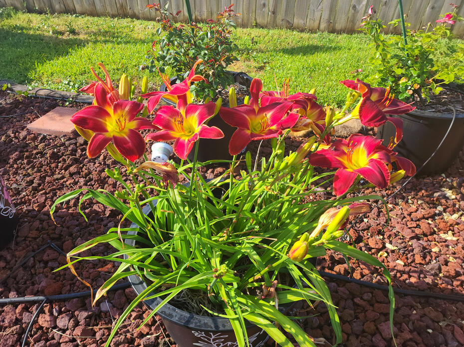 A container is filled with red blooms on stems.