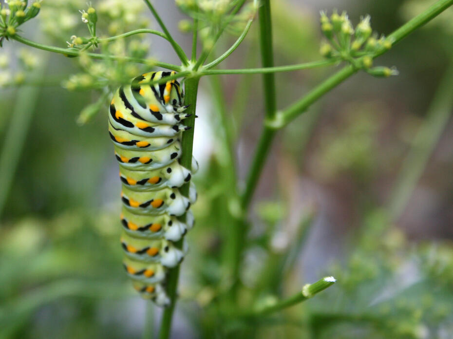 A large, green and white caterpillar has yellow spots.