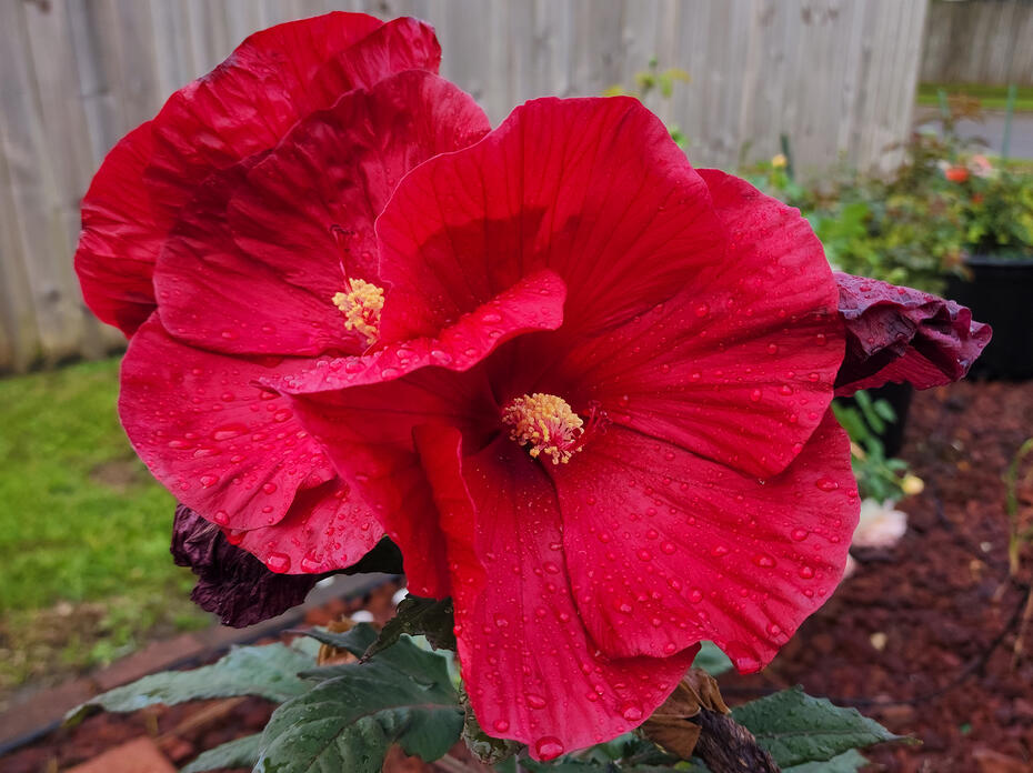 Two large, red flowers bloom on a plant.