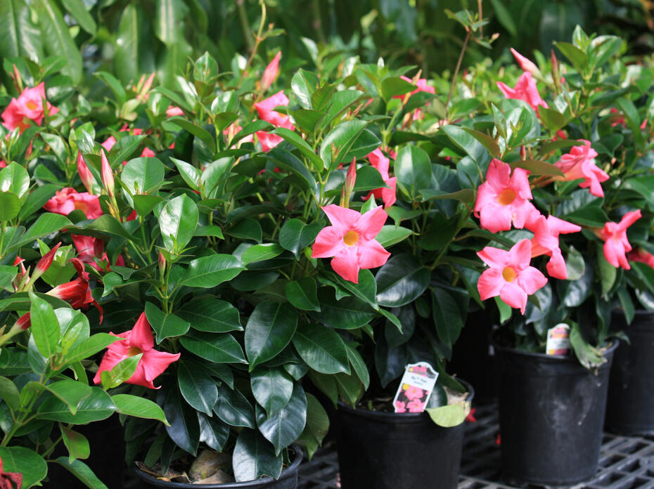 Pink flowers bloom on a row of small shrubs.