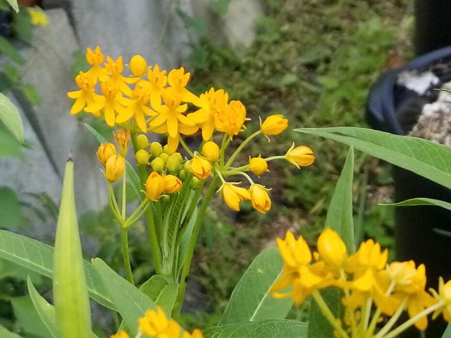Yellow flowers bloom atop grassy plants.