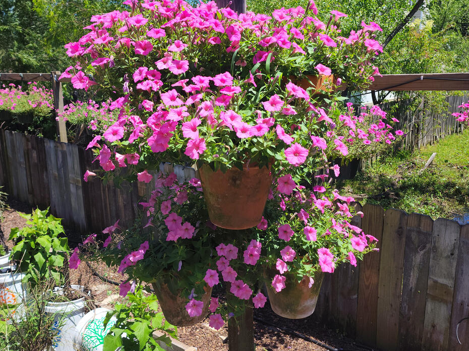 A hanging basket is covered with pink blooms.