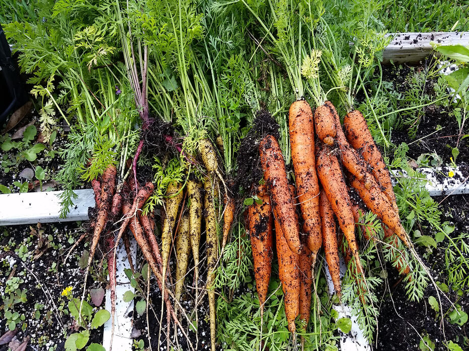 Dirt covers three colors of freshly picked carrots.