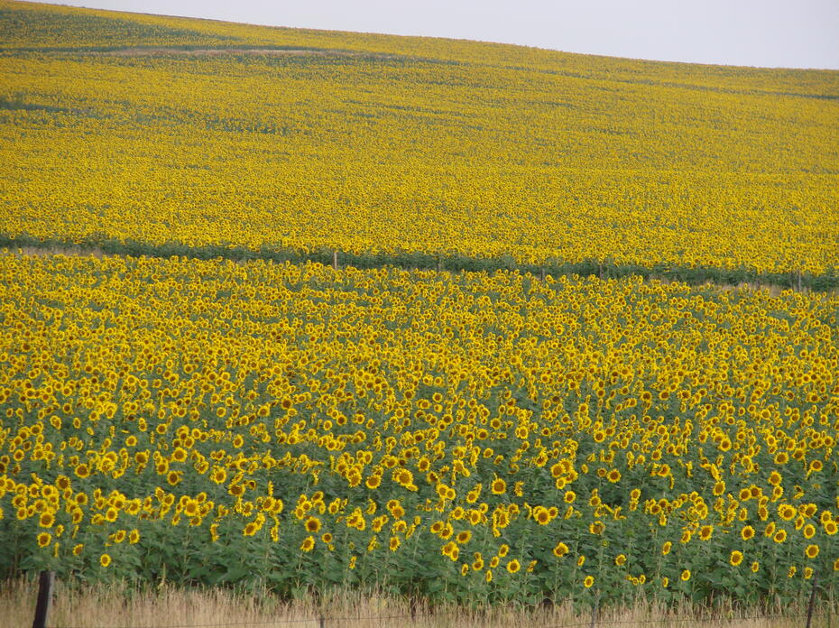 A field is covered with blooming sunflowers.