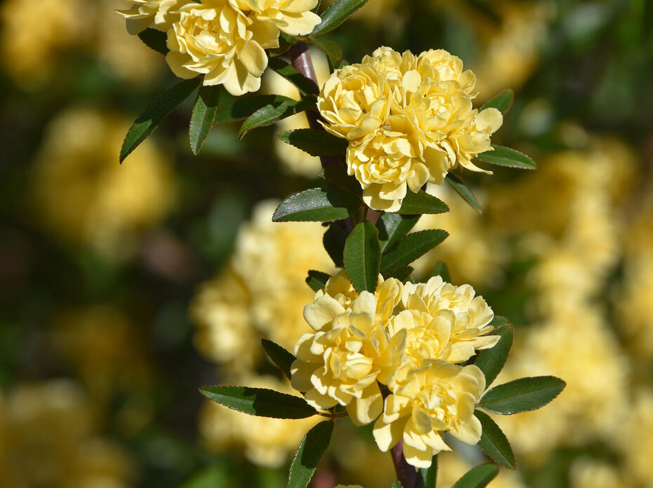 Ruffled yellow flowers bloom on a branch.