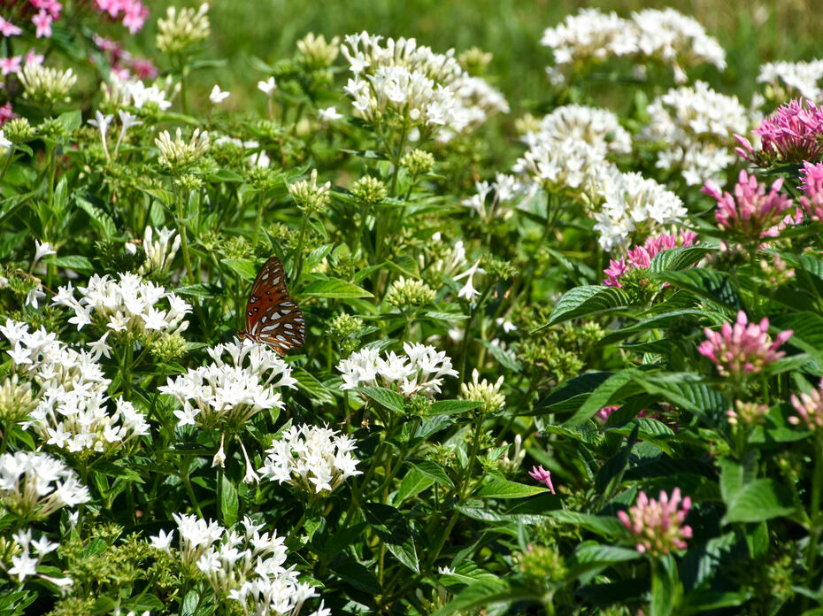A butterfly rests on a cluster of white blooms.