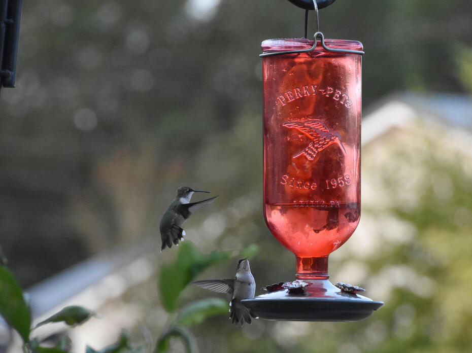 One hummingbird hovers near a red hanging feeder while a second perches on it.