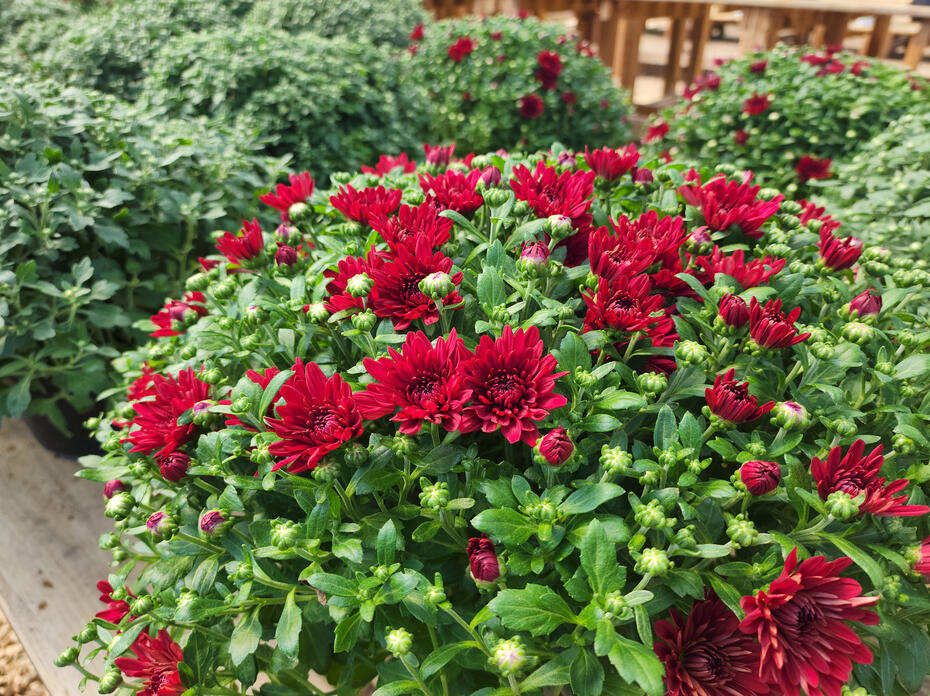 Red blooms and buds cover a plant.