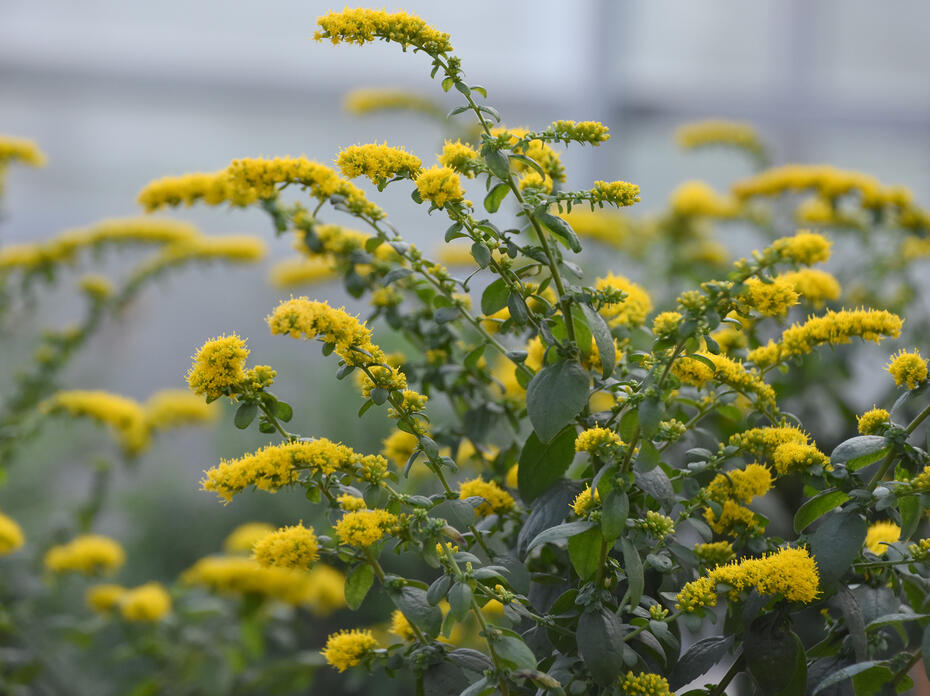 Tiny yellow blooms line arching branches.