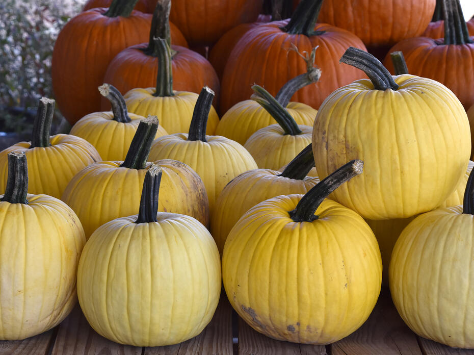 Rows of yellow pumpkins and orange pumpkins.