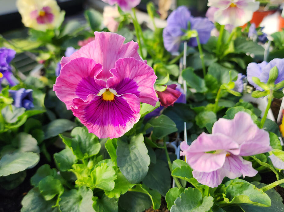 Pastel flowers bloom on green foliage