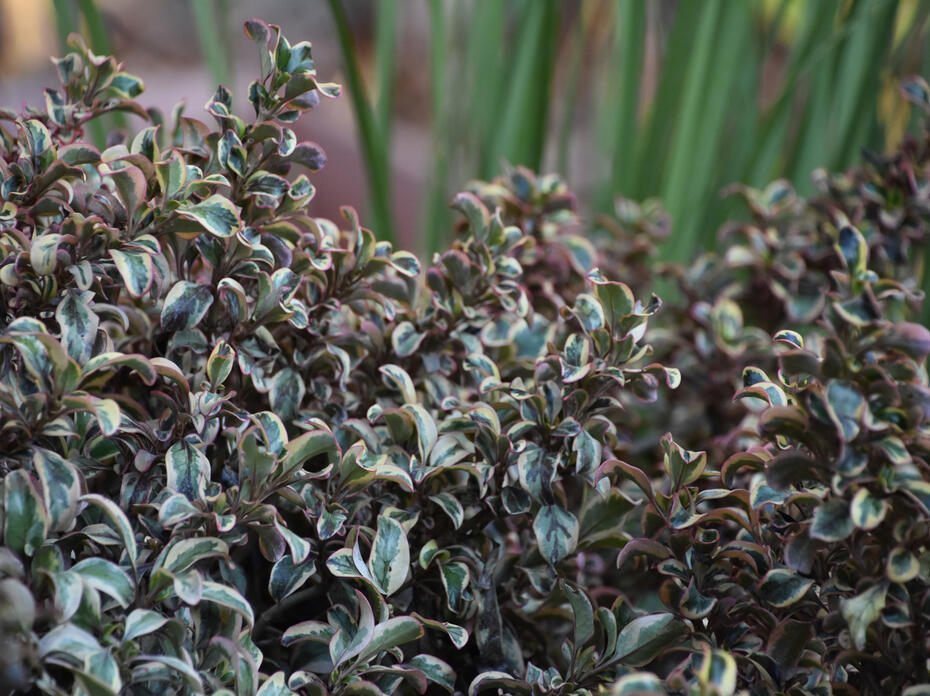 Green leaves have white and gold variegated color.