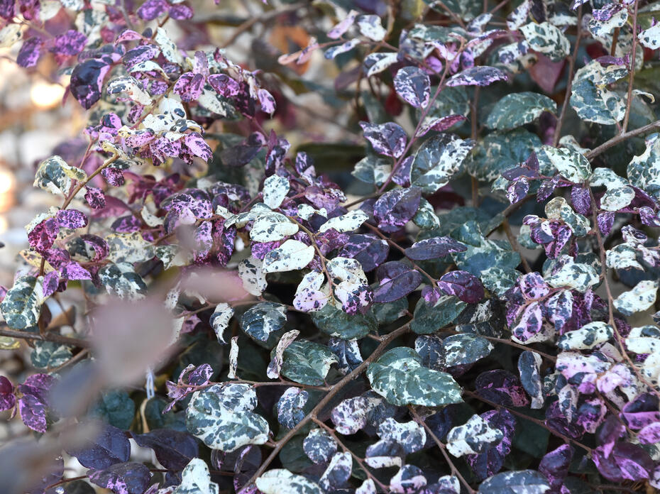 White and green variegated foliage has pink blooms.