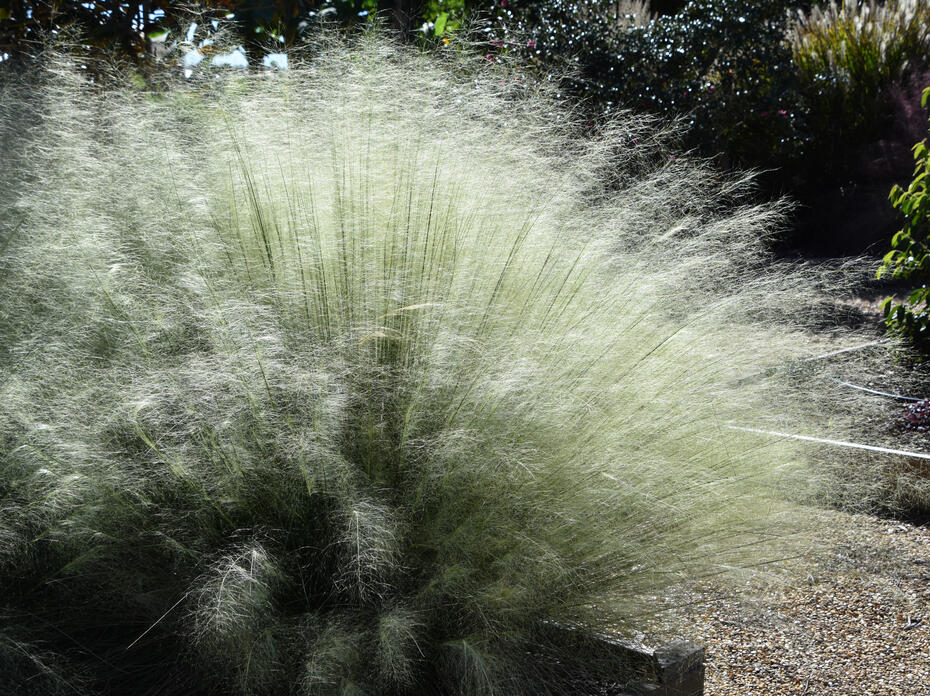 White ornamental grasses glow in the sunlight.