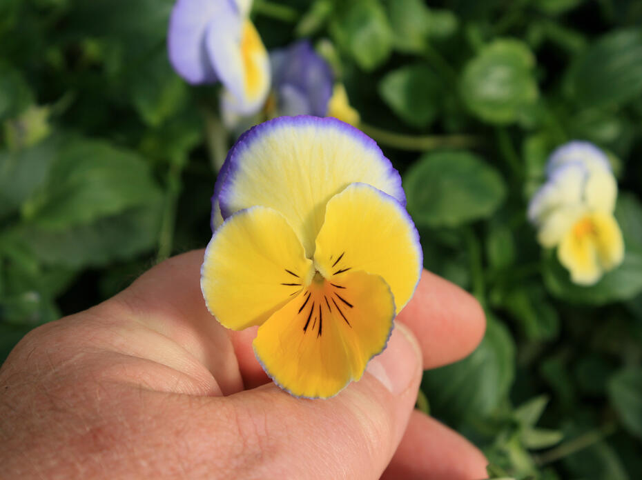 A yellow bloom has a delicate blue edge.