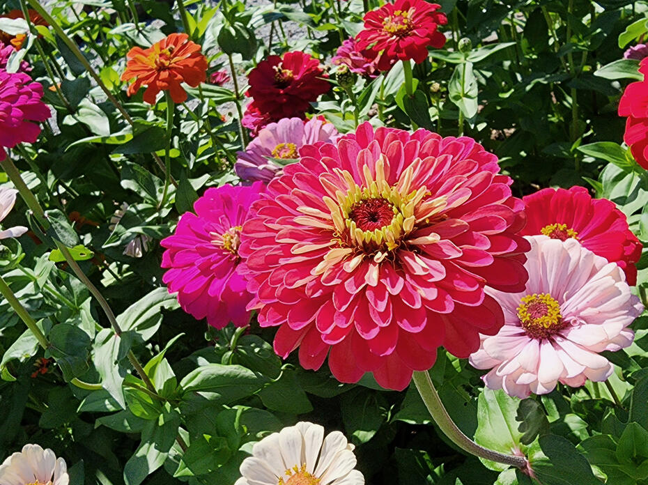 A large, red flower is surrounded by smaller, red and white flowers.
