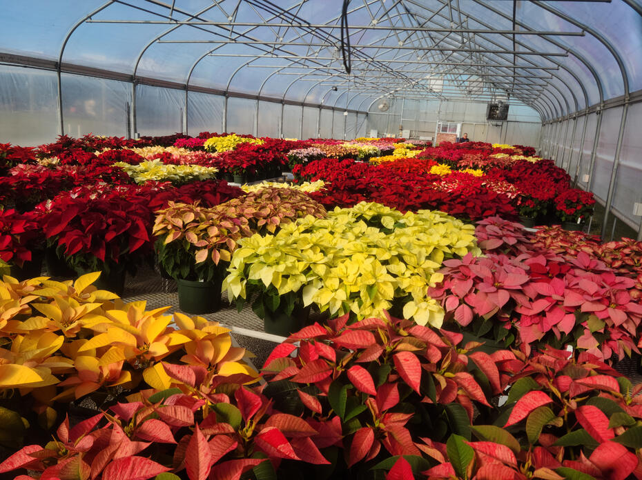 A greenhouse is full of poinsettias in a variety of red, yellow, orange and pink colors.