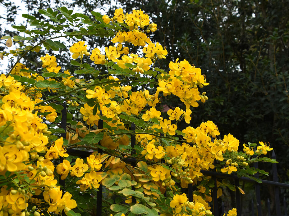 Massive clusters of yellow flowers cause stems to arch downward.