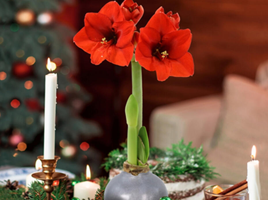 Two red flowers bloom on a stalk among holiday decorations.