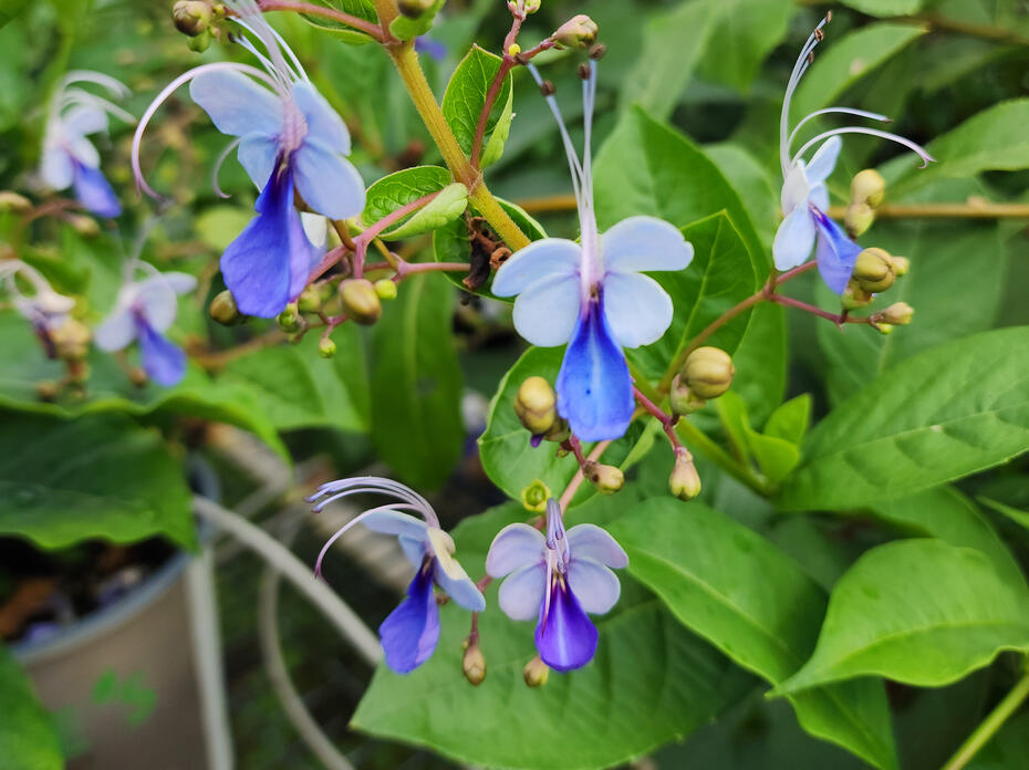 Small, purple flowers bloom on a shrub.