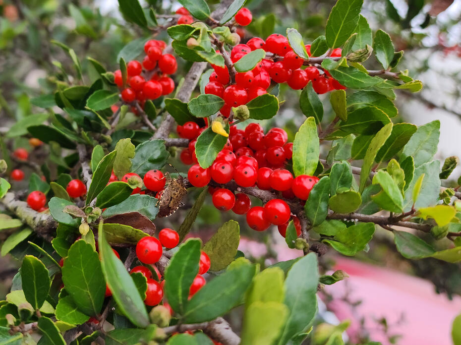 A cluster of red berries is surrounded by green leaves.