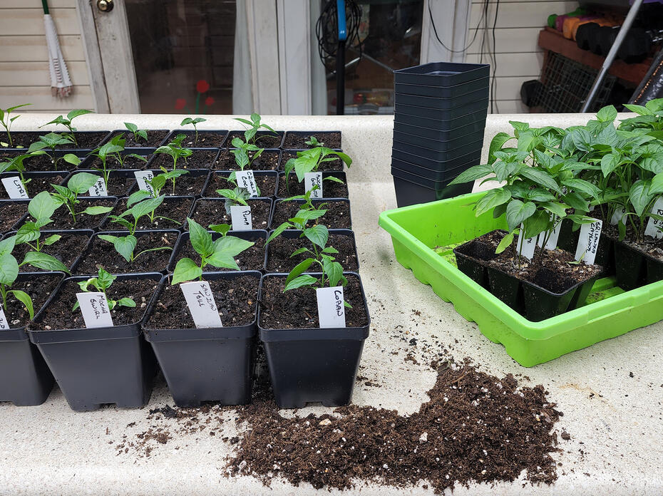 Small plants grow in black plastic trays.