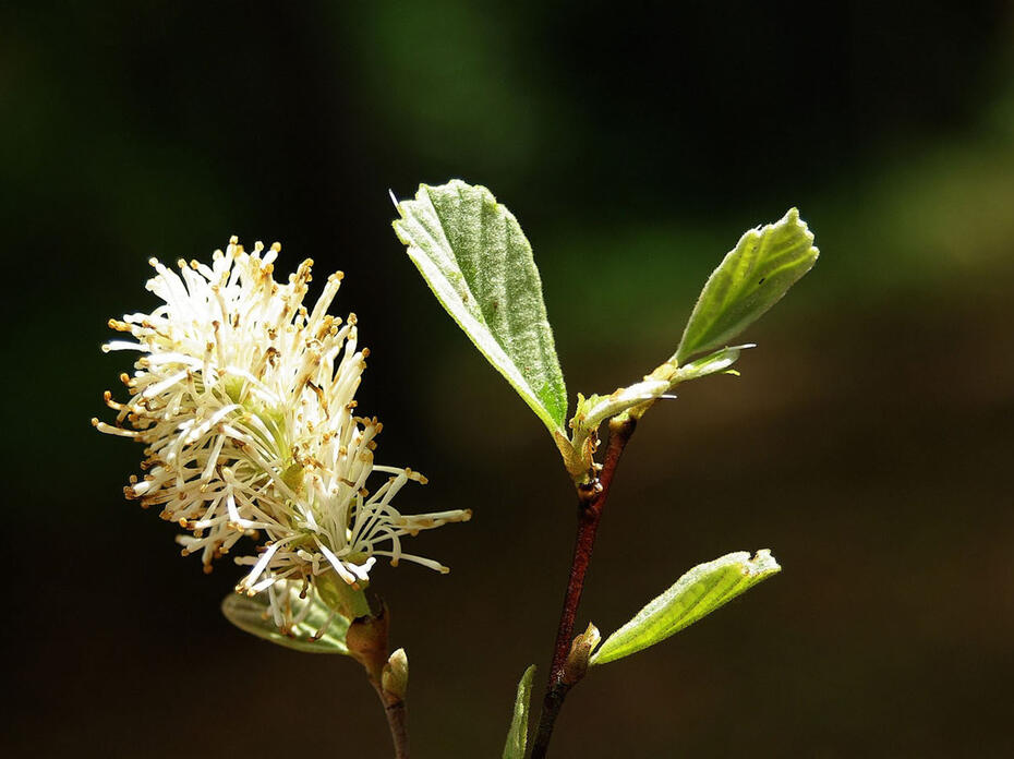 A bottlebrush-shaped flower and leaves are shown close-up.