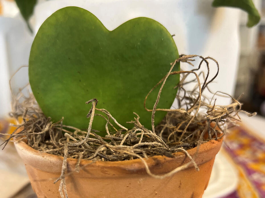 A leaf shaped like a heart grows in a pot.