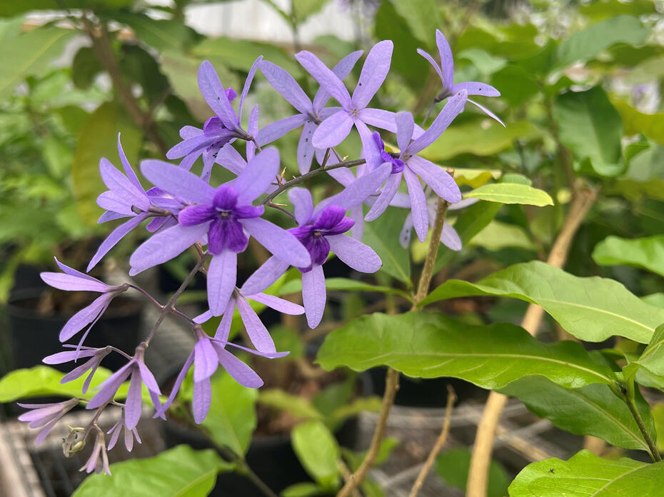 Light-purple blooms on a vine have dark-purple centers.