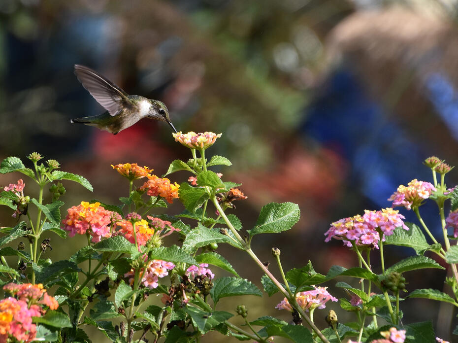 A hummingbird feeds on lantana.