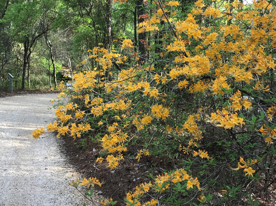 A bush has dozens of light-orange blooms.