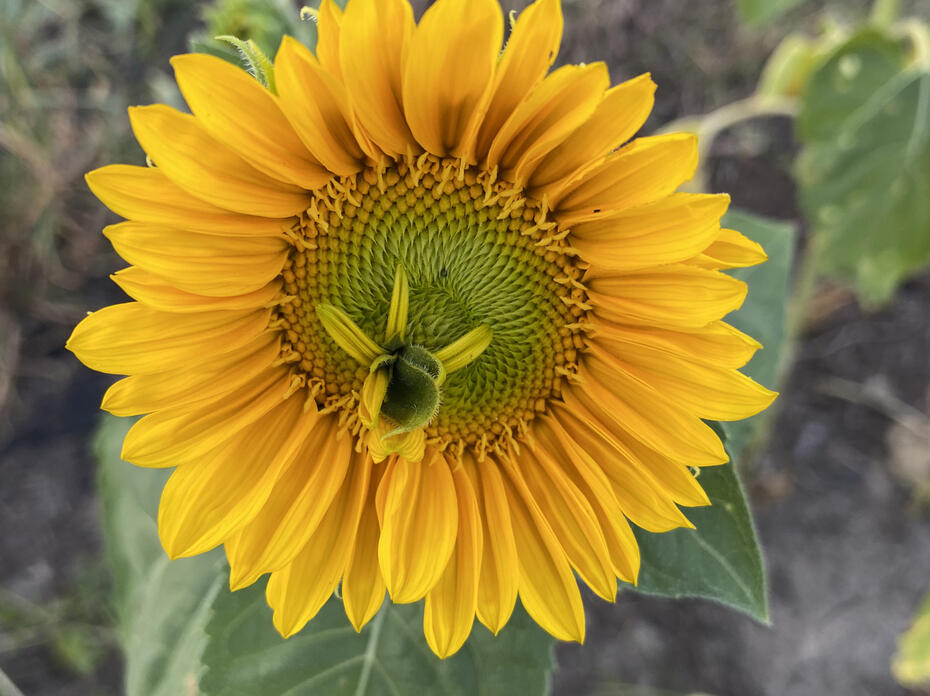 A large, yellow bloom.