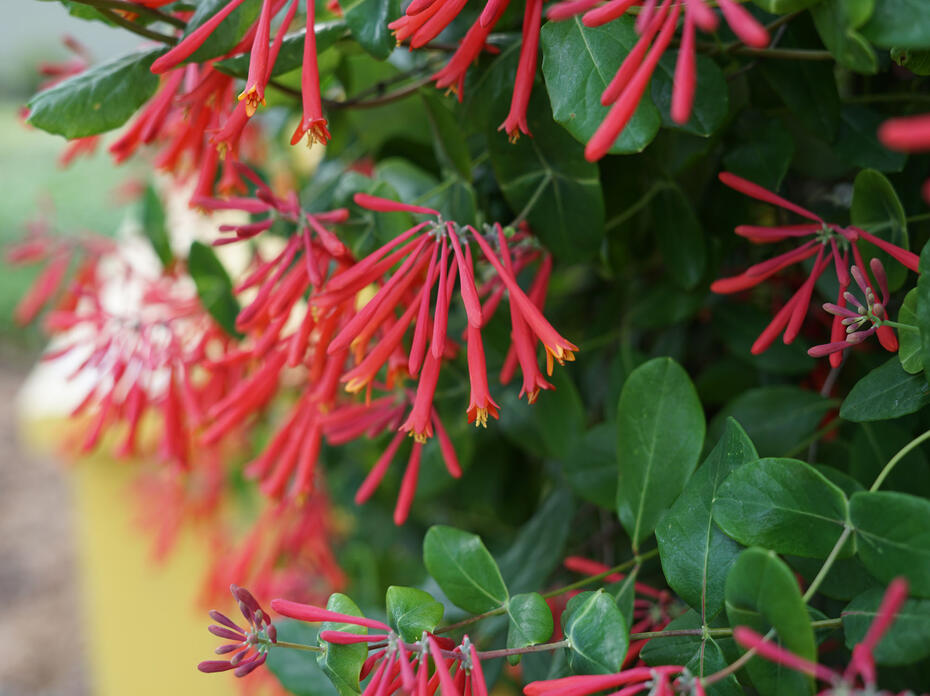 Numerous red, trumpet-shaped flowers bloom on a vine.