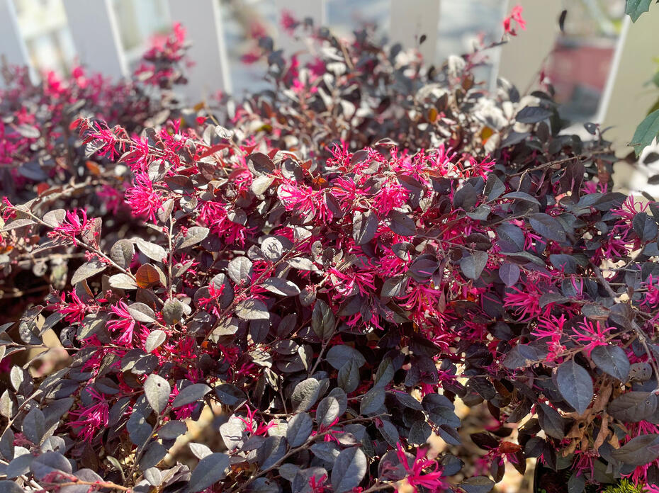 A dark shrub is covered in pink blooms.