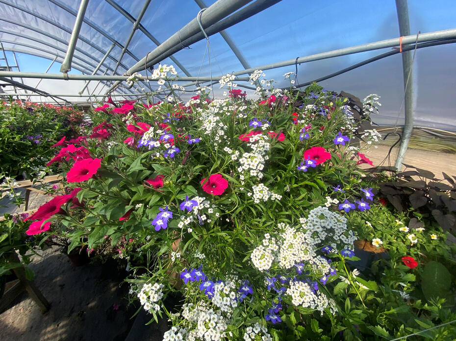 Red, white and purple flowers bloom above foliage.