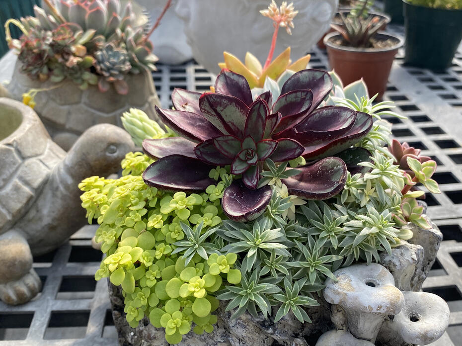 Colorful small plants fill a container.