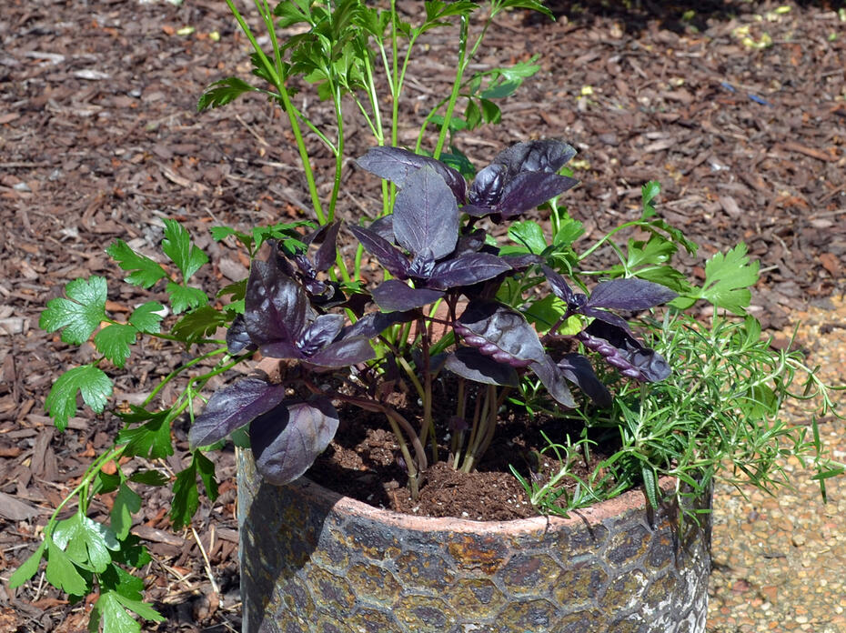 Green and purple herbs grow in a garden container.