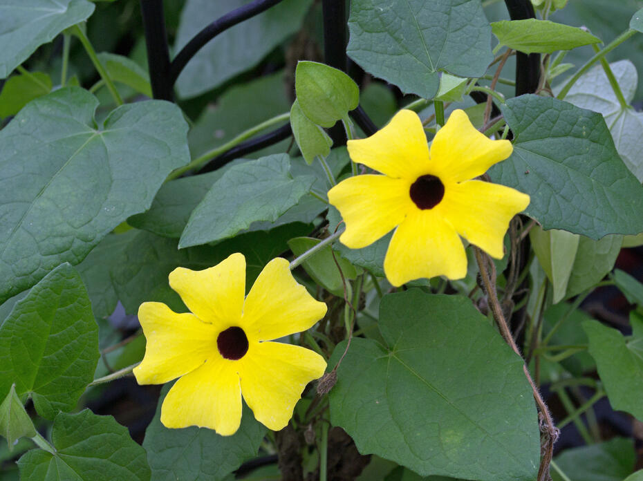 Two yellow blooms have black centers.