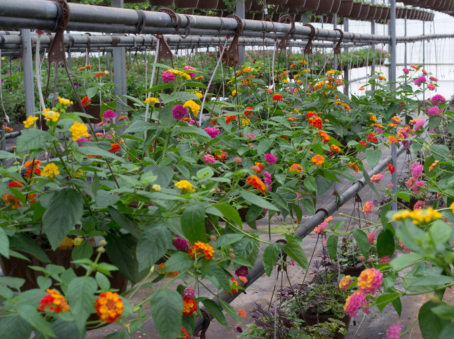 Multi-colored flowers bloom on rows of hanging plants.