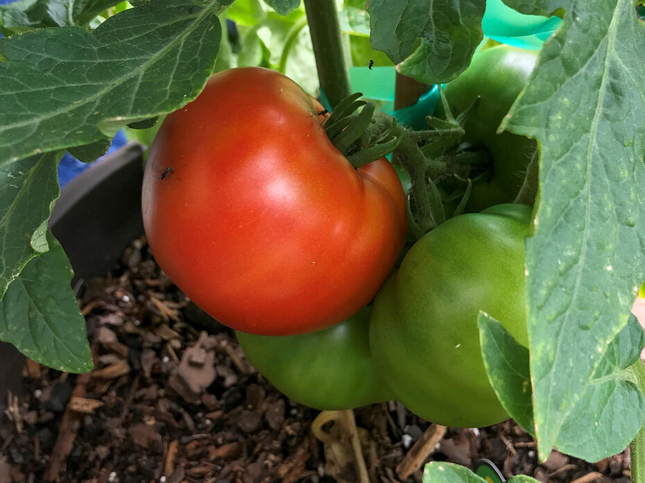 A large, red tomato is next to green tomatoes.