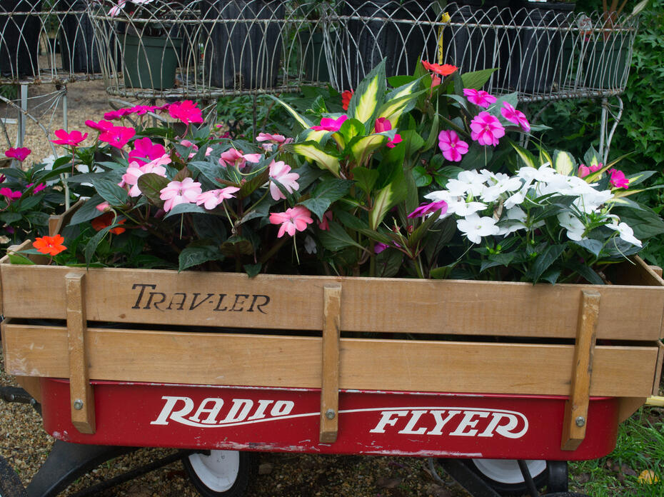 Plants with colorful flowers fill a child’s wagon.