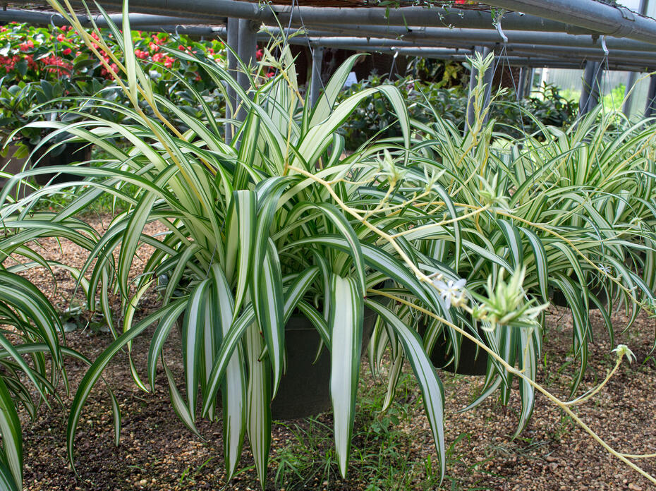 A row of containers grows light green plants.