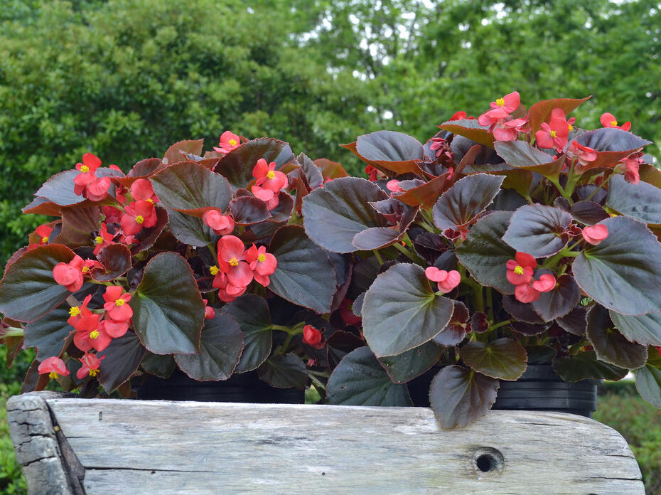 Plants with purple leaves and red flowers are in a wooden tray.