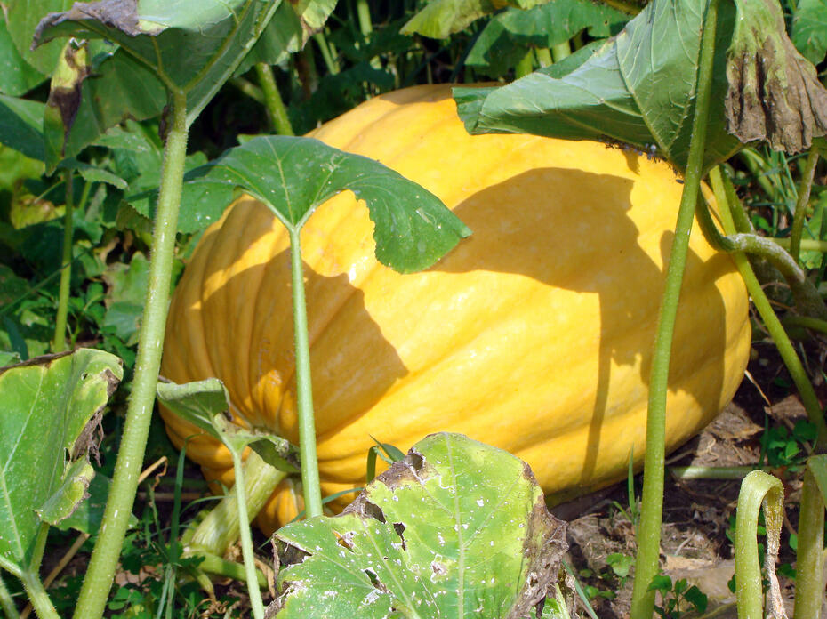 A large, yellow pumpkin grows on a vine.