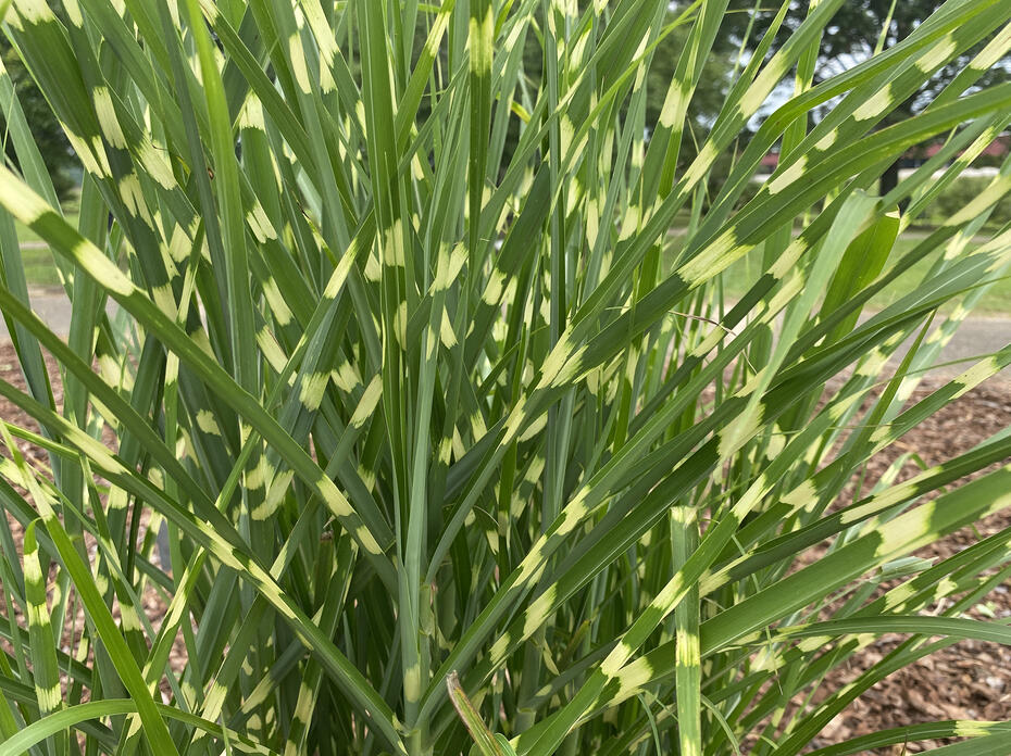 Grass blades are green with random yellowish patches.