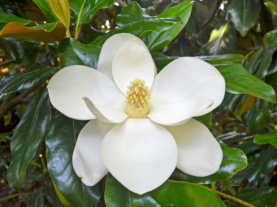 A large, creamy white bloom has a woody, yellow center cone.