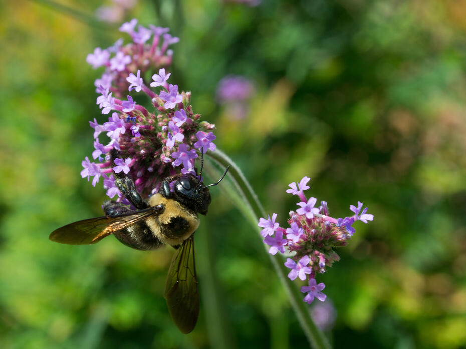 A bee hangs onto the bottom of a cluster of tiny, purple flowers.