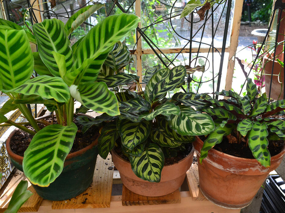 Three potted plants have green leaves with stripes or spots.
