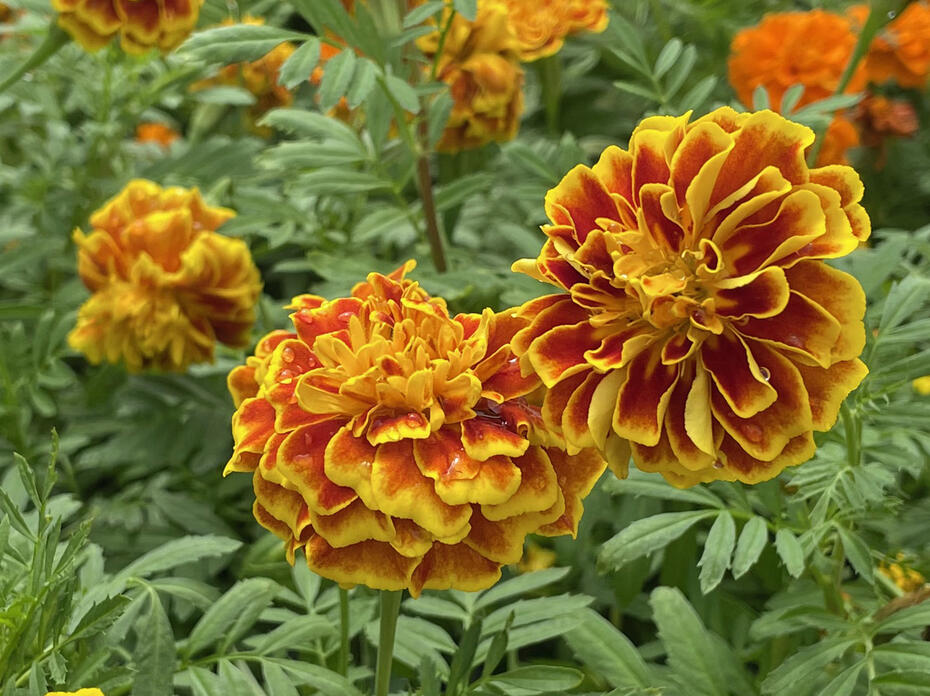 Round, yellow flowers with orange highlight.